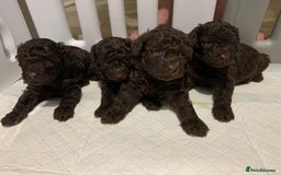 Toy Poodle dogs for sale: Chocolate toy poodles  - Image 6