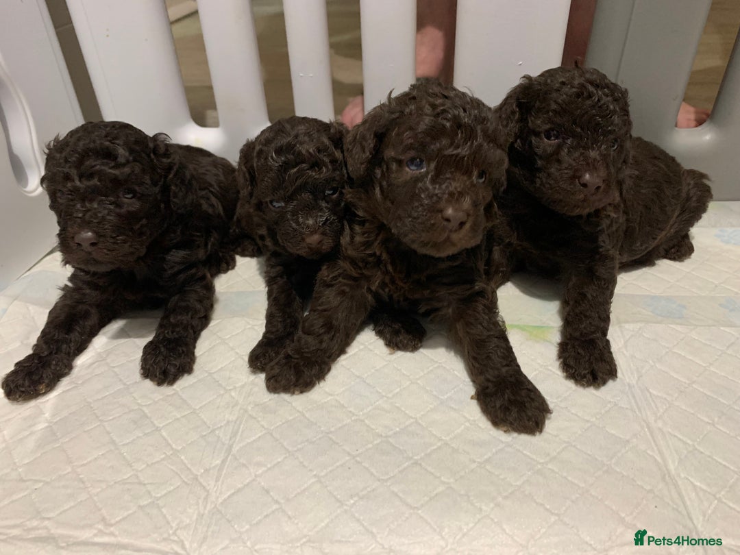 Toy Poodle dogs for sale: Chocolate toy poodles  - Image 6