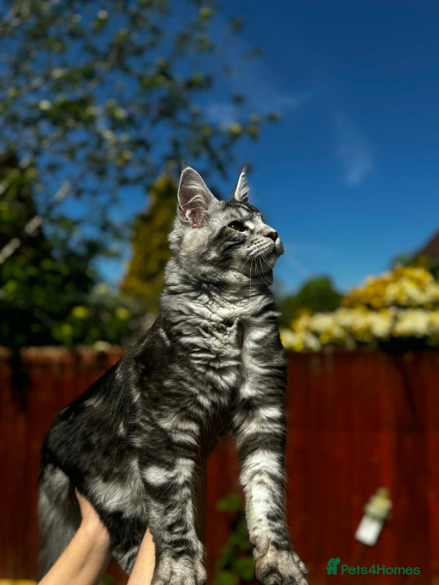 Maine Coon cats for sale: 6 STUNNING PEDIGREE TICA REG MAINE COON KITTENS - Advert 11