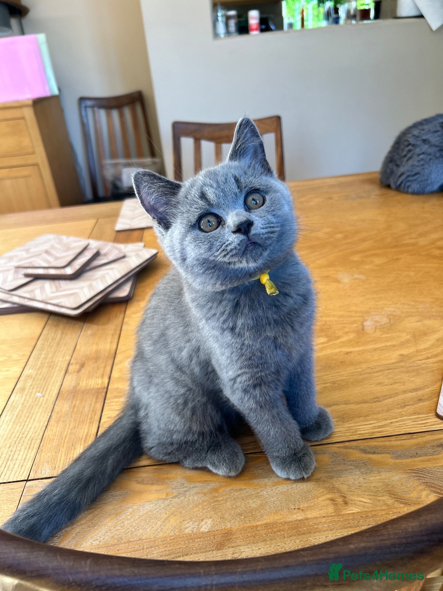 British Shorthair cats Ready 13th Sept! GCCF reg British Shorthairs  - Advert 2