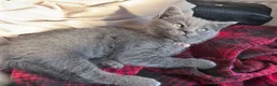 Russian Blue cats for sale: Kitten ready now  - Advert 3