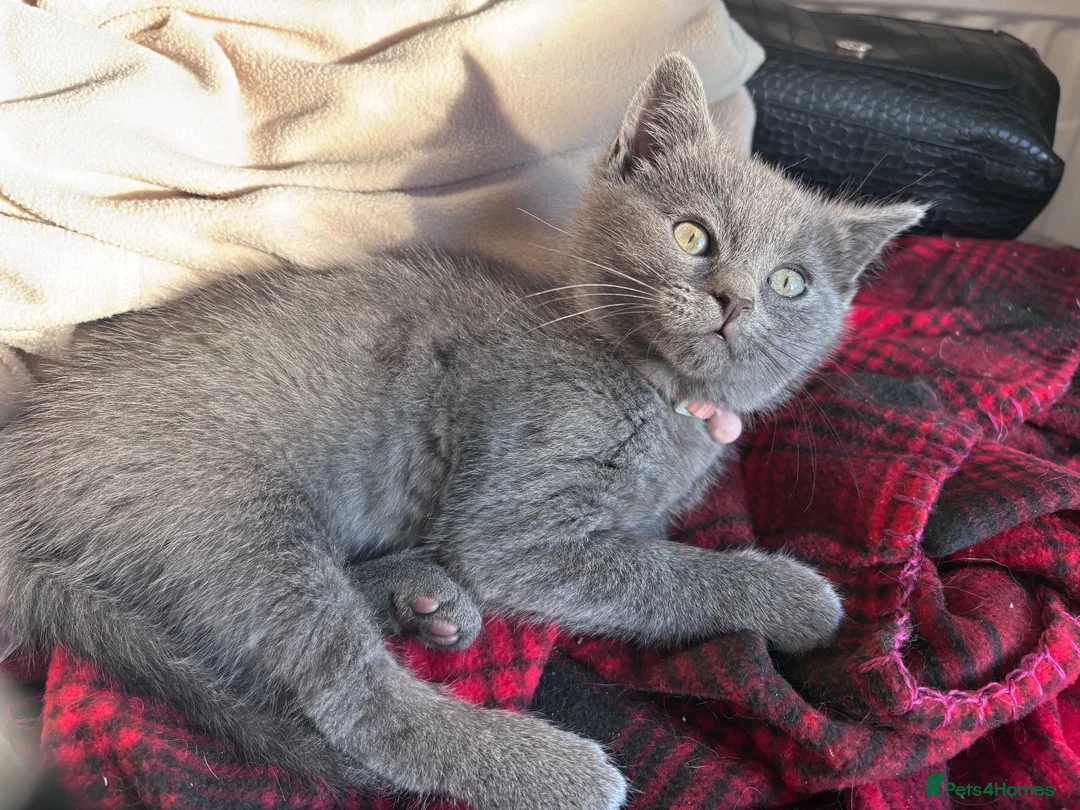 Russian Blue cats for sale: Kitten ready now  - Advert 3