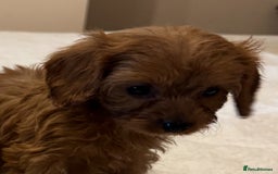 Cavapoo dogs for sale: Health-checked calm loving pups - Image 12