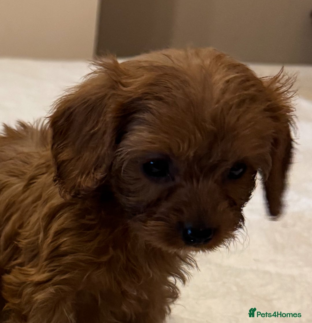Cavapoo dogs for sale: Health-checked calm loving pups - Image 12