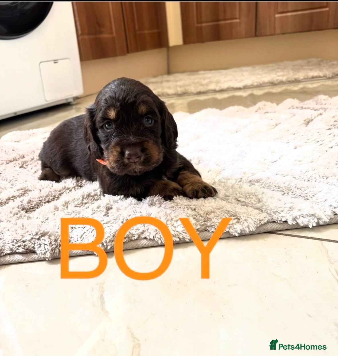 Cocker Spaniel dogs Working Cocker spaniel puppies for sale - Advert 4