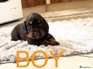Cocker Spaniel dogs Working Cocker spaniel puppies for sale - Advert 4