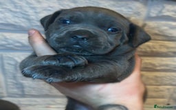 Mixed Breed dogs for sale: Cane Corse X puppies  - Image 9