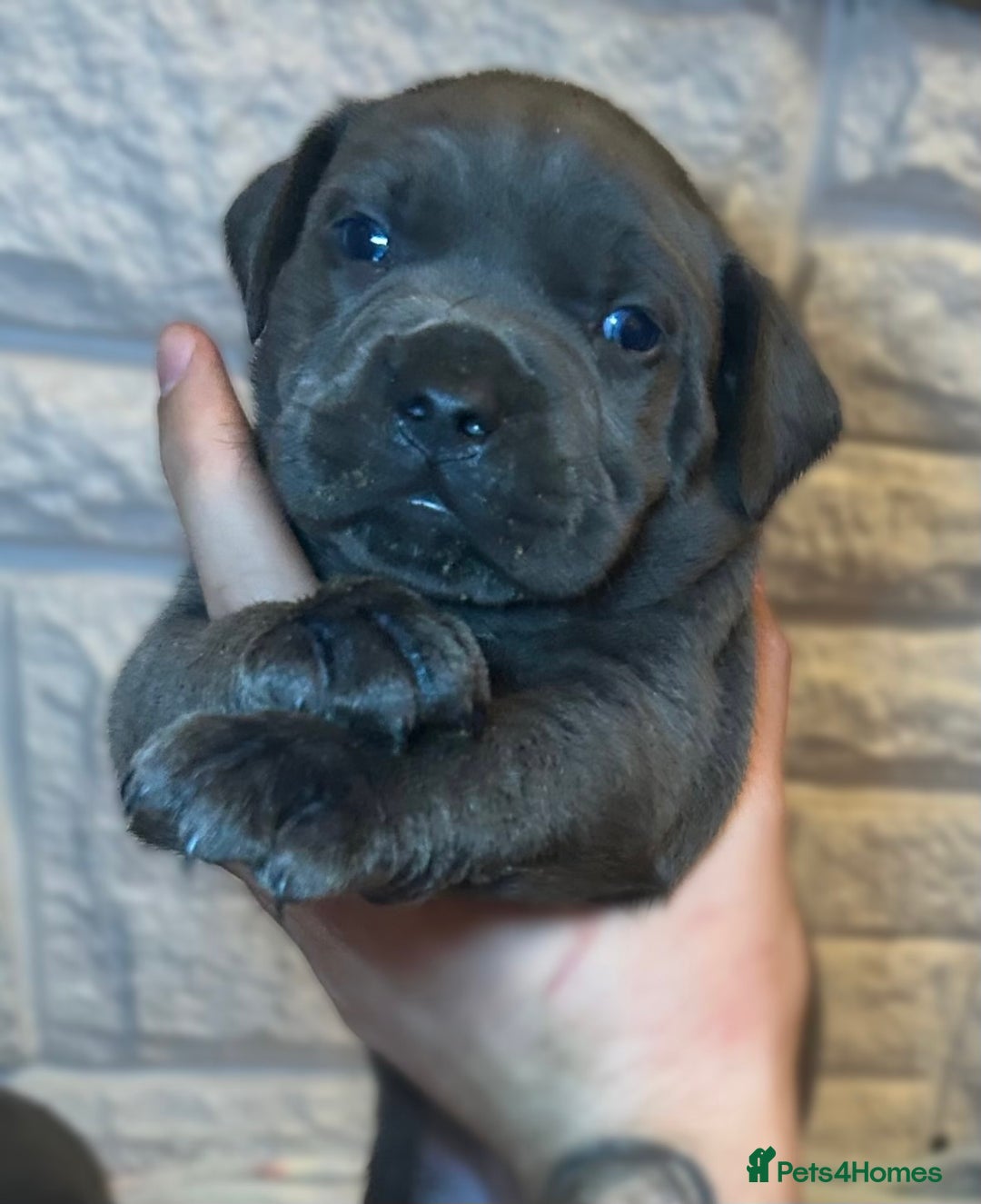 Mixed Breed dogs for sale: Cane Corse X puppies  - Image 9