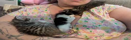 Mixed Breed cats for sale: Four stunning kittens - Advert 6