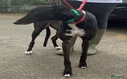 Greyhound dogs for adoption: Sweetheart Nora wants a loving forever home - Image 1