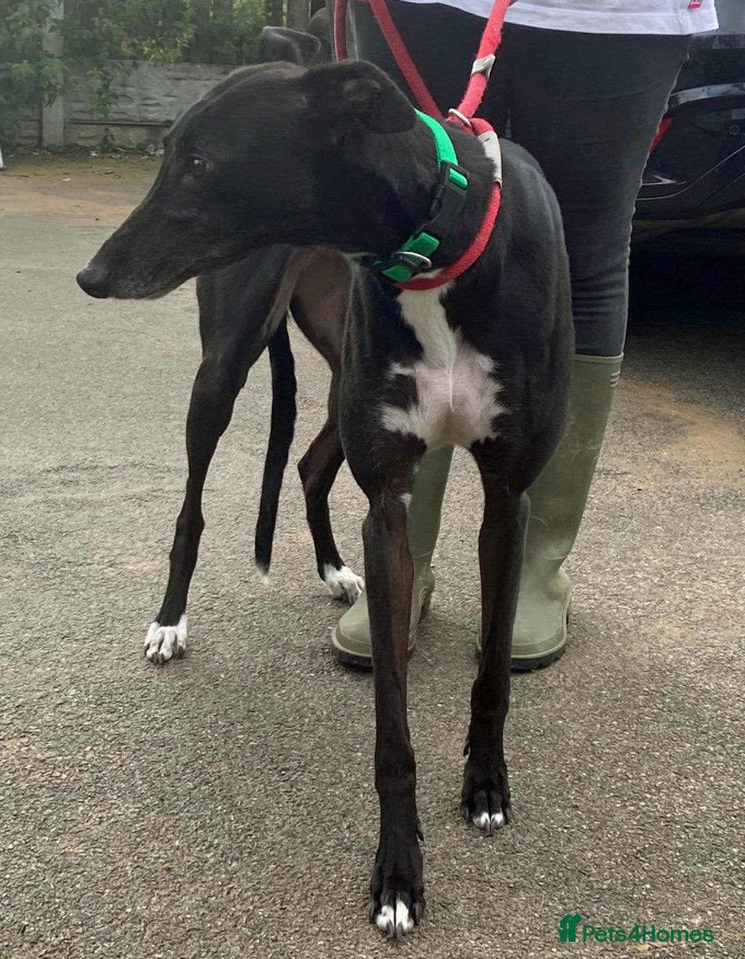 Greyhound dogs for adoption: Sweetheart Nora wants a loving forever home - Image 1