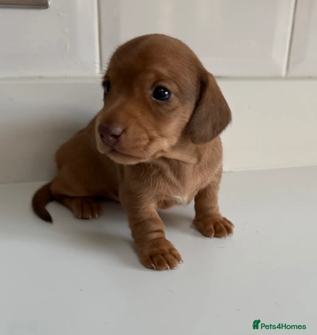 Miniature Dachshund dogs for sale: Miniature Dachshund boys looking for their home ❤️ - Advert 1