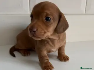 Miniature Dachshund dogs Miniature Dachshund boys looking for their home ❤️ - Advert 11