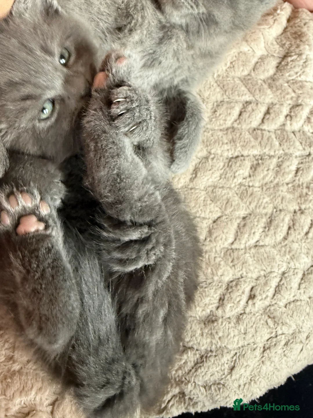 British Shorthair cats for sale: Grey British shorthair kitten  - Advert 2