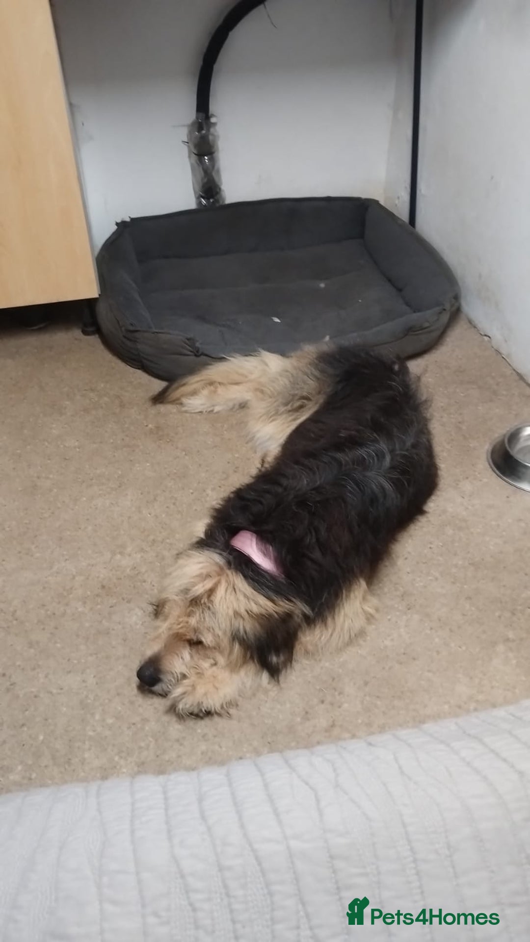 Mixed Breed dogs for adoption: Meet AIDA - a Superb big Girl, for a Loving Home - Image 8