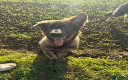 German Shepherd dogs for sale: Blue sable German shepherd  - Image 3