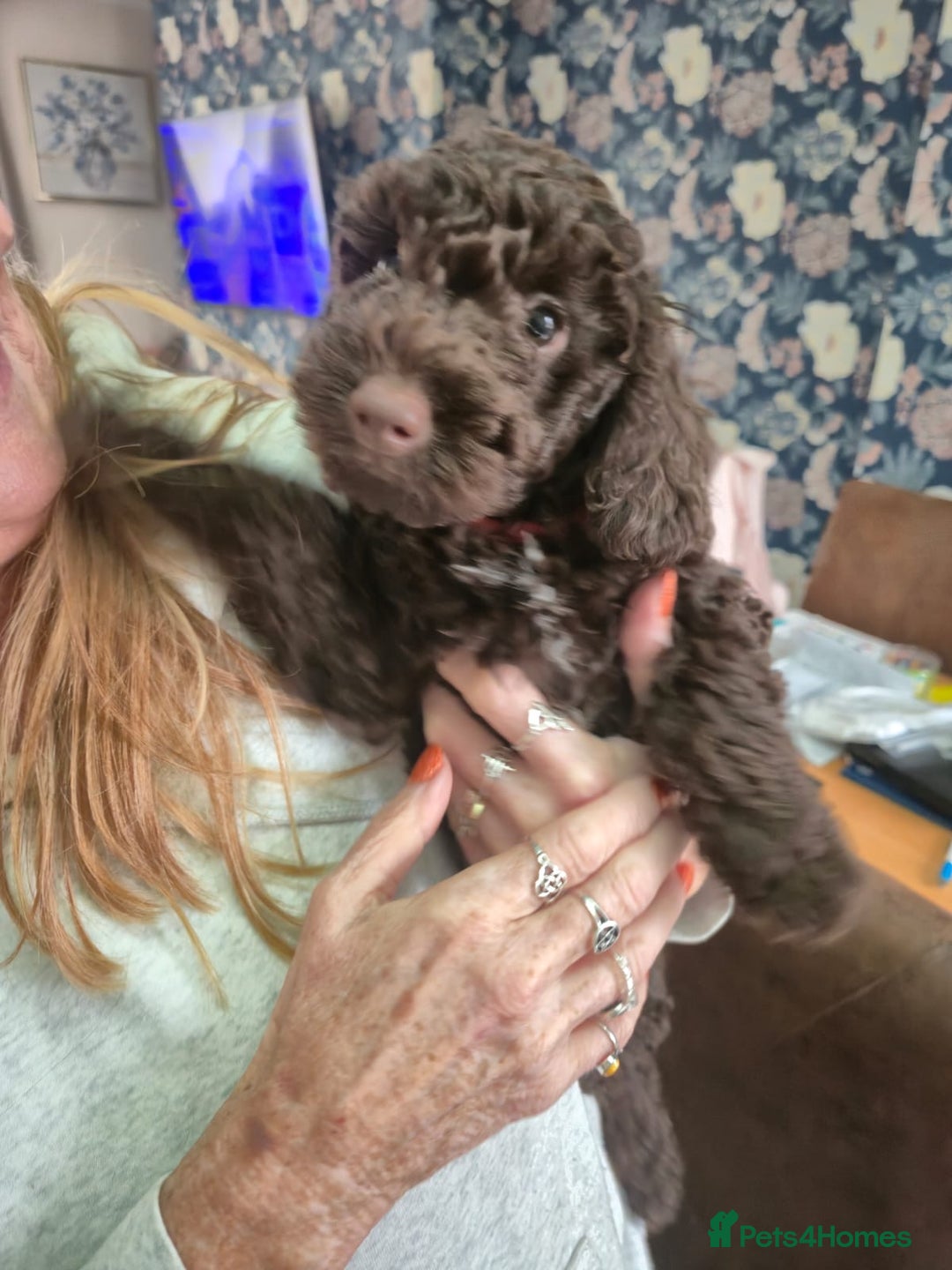 Sproodle dogs for sale: Beautiful Sproodles 1 black girl&1 chocolate boy - Image 13