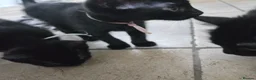 Mixed Breed cats for sale: Three Super-Fluffy Black Kittens Ready Now 🐾 - Advert 7