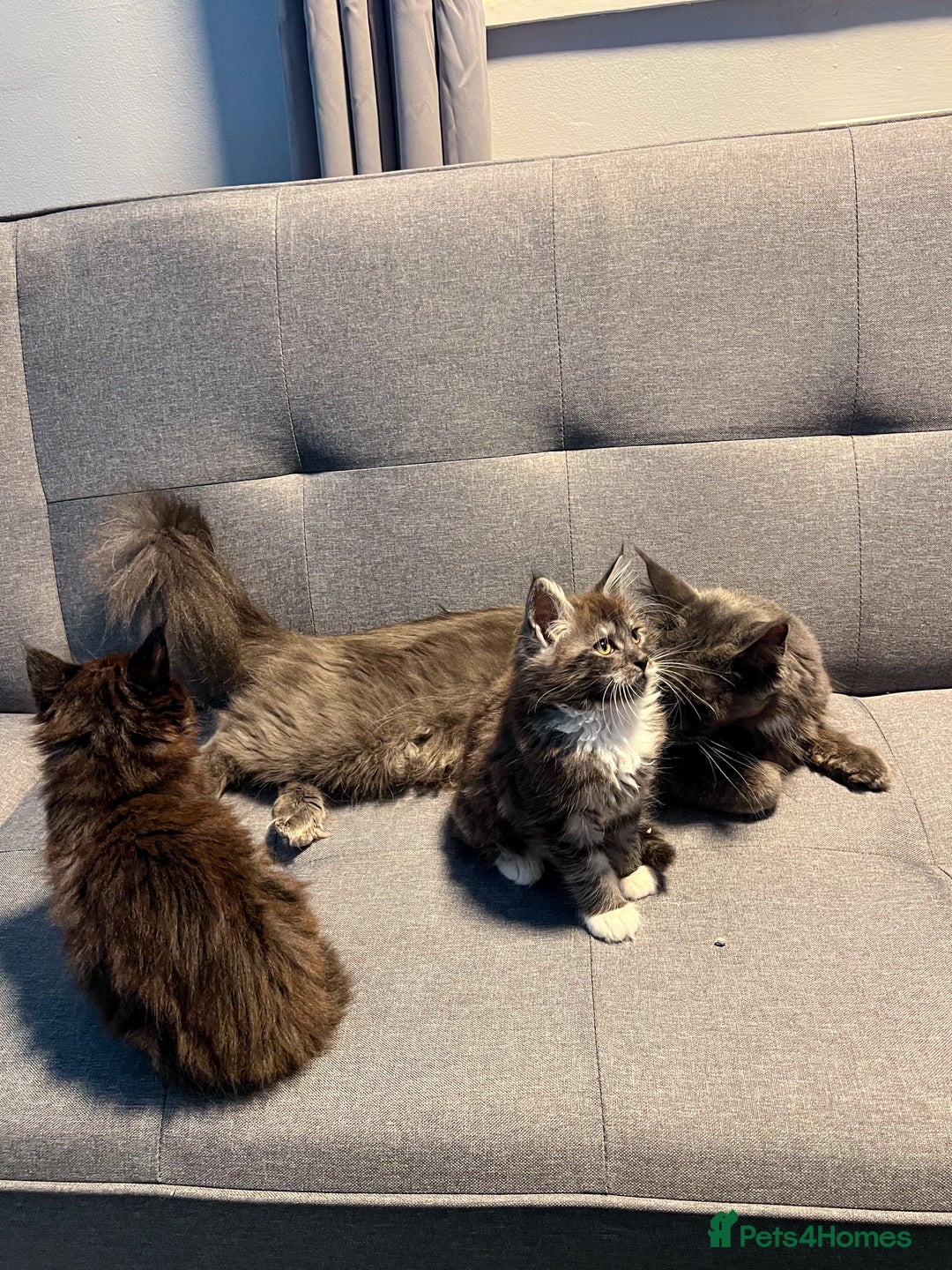 Maine Coon cats for sale: Maine Coon-X Kittens, Two Gorgeous Boys Ready - Advert 6