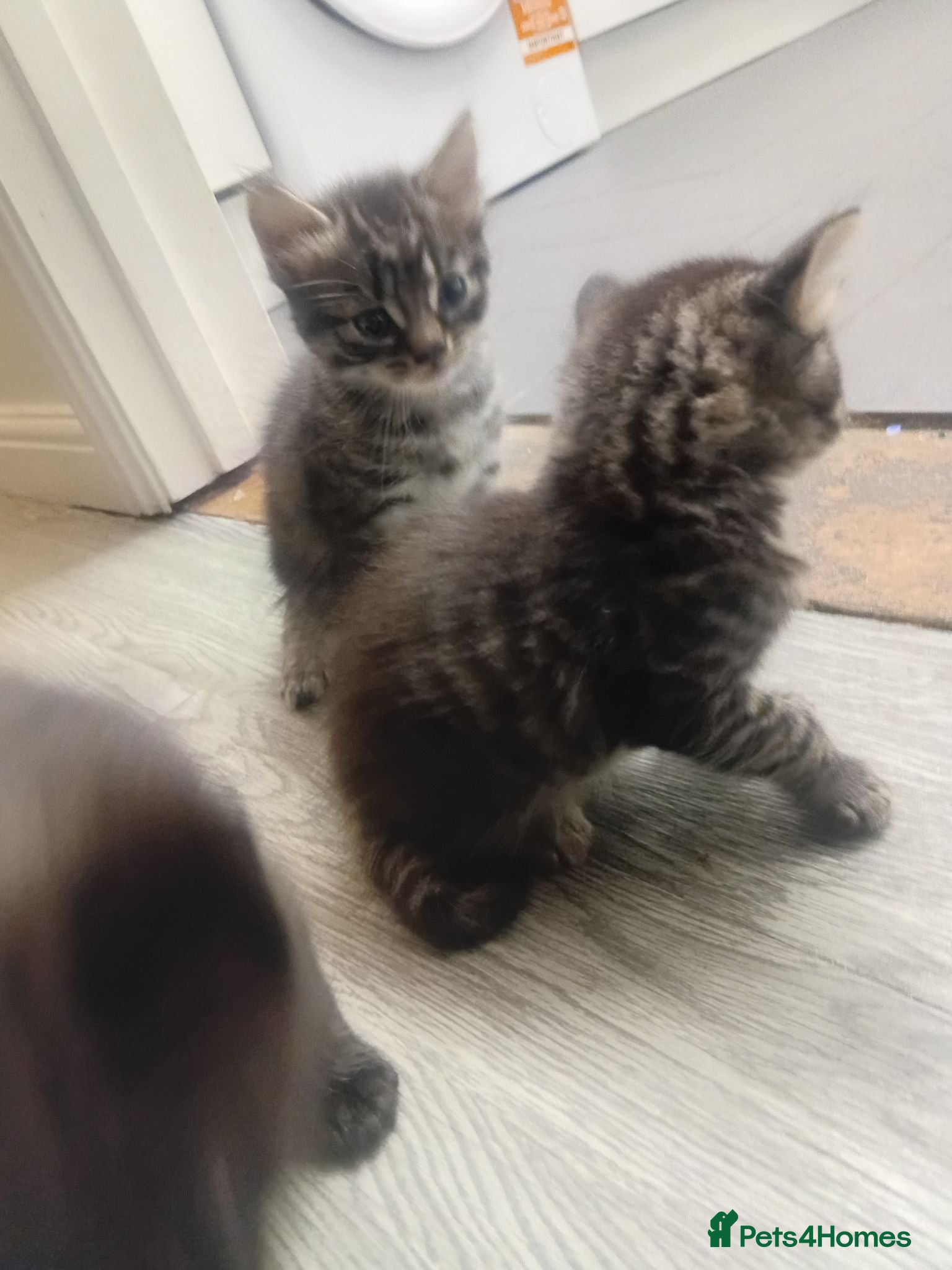 Bengal cats Gorgous kittens looking for furever homex - Advert 1