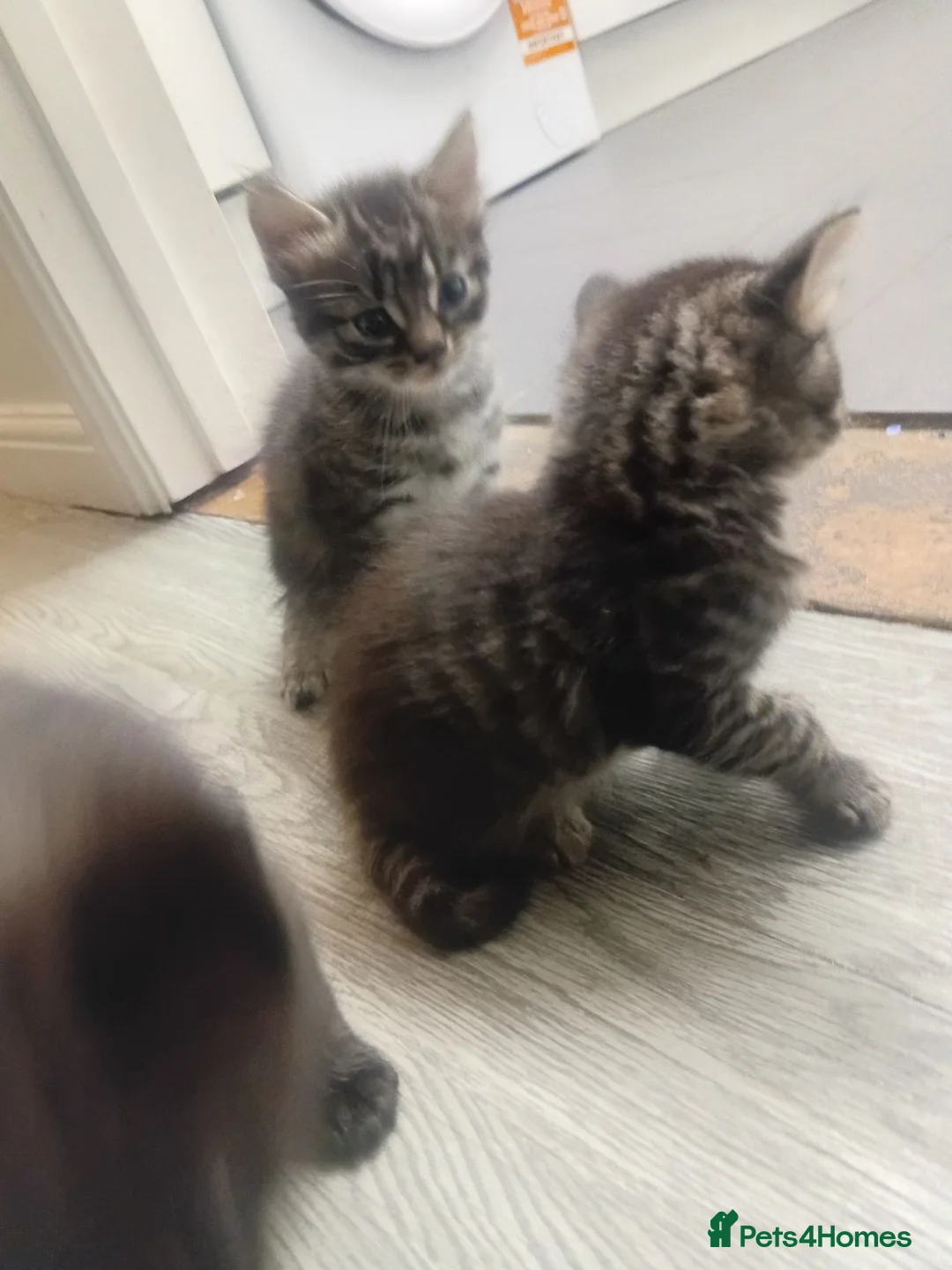Bengal cats for sale: Gorgous kittens looking for furever homex - Advert 1