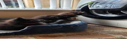 Maine Coon cats for sale: Two beautiful Maine Coon Kittens  in Ashford - Advert 17