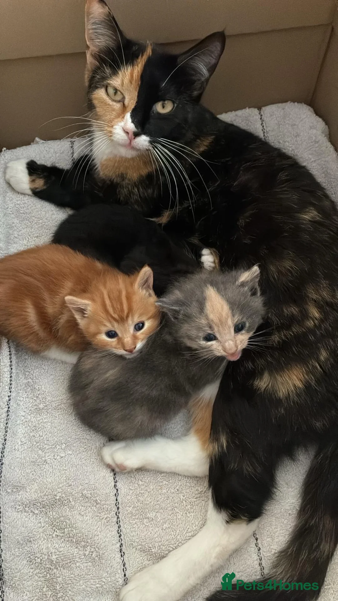 Mixed Breed cats for sale: Gorgeous kittens (girls) Brighton - Advert 2