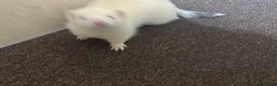 Ferret rodents for sale: 6 month old champagne colored ferret with  - Advert 9