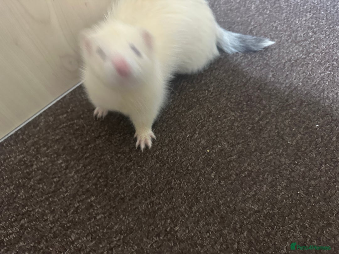 Ferret rodents for sale: 6 month old champagne colored ferret with  - Advert 9