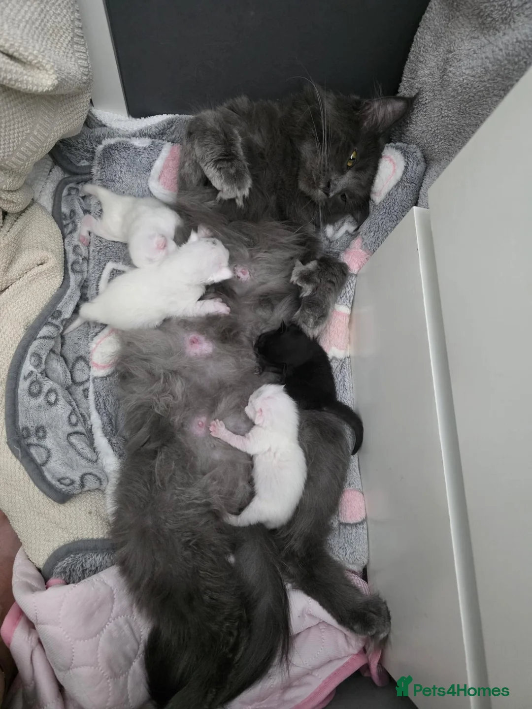 Maine Coon cats for sale: Beautiful White ***polydactyl*** Maine Coon girl. - Advert 2