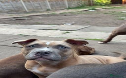 American Bully dogs for sale: Pocket bully pup - Image 6