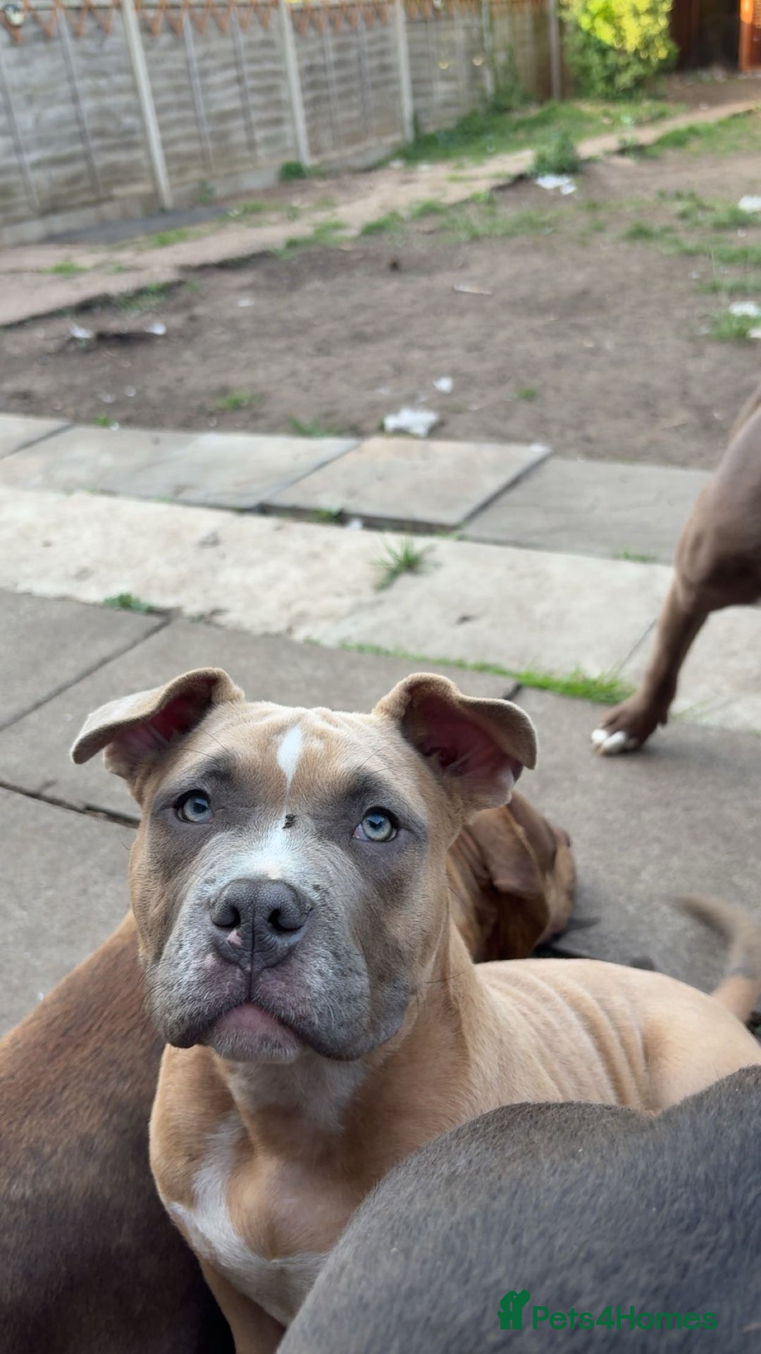 American Bully dogs for sale: Pocket bully pup - Image 6