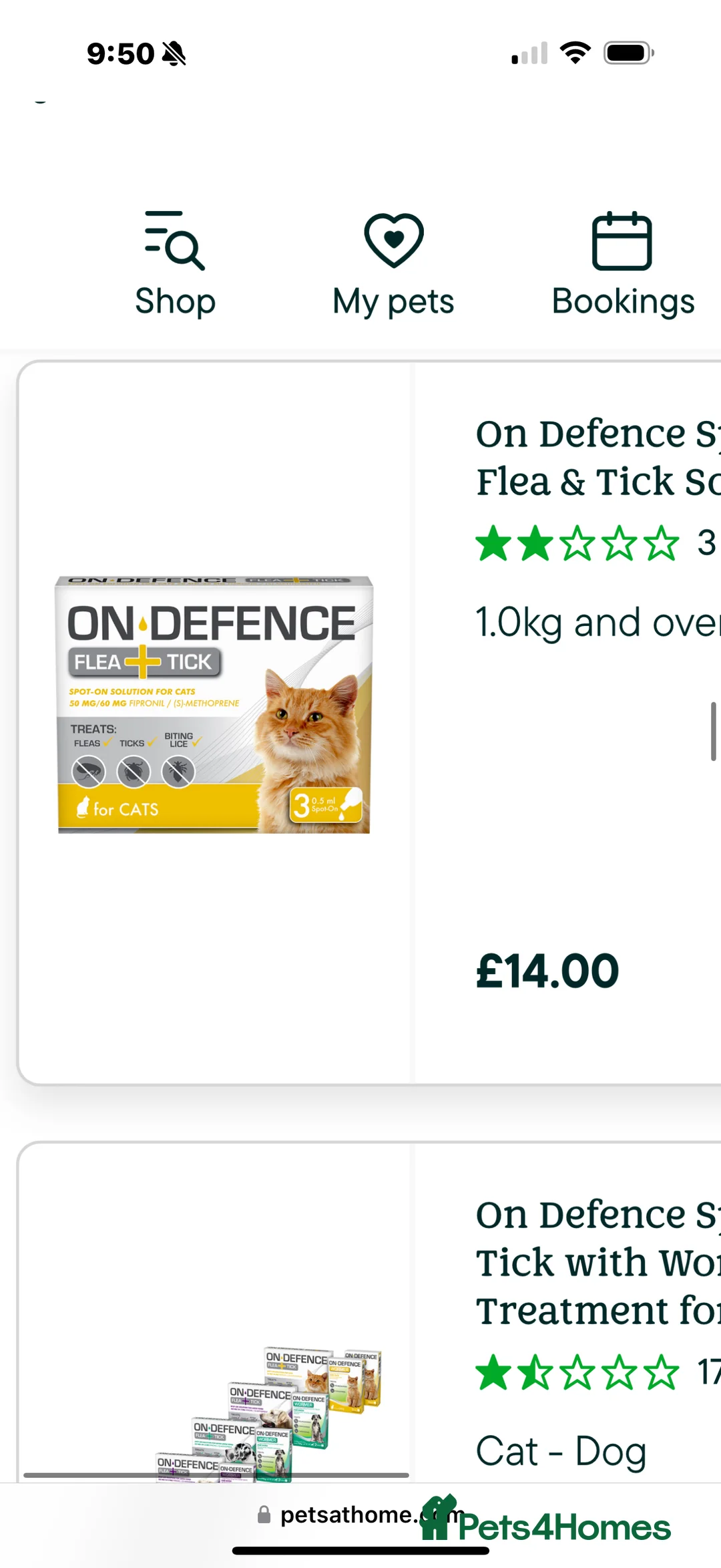 Ragdoll cats for sale: Lovely Ragdoll looking for lovely family - Advert 20