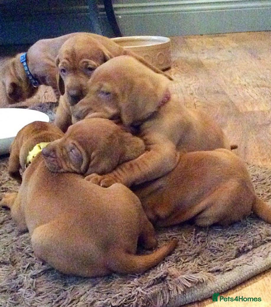 Hungarian Vizsla dogs Beautiful Hungarian Vizsla Puppies - Advert 18