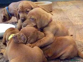 Hungarian Vizsla dogs Beautiful Hungarian Vizsla Puppies - Advert 18