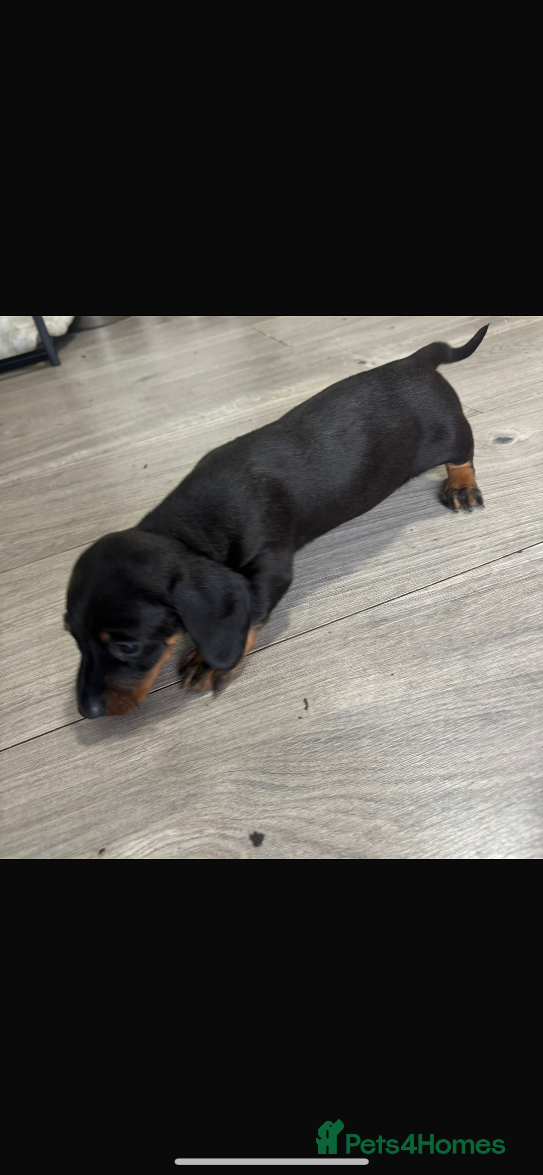 Dachshund dogs for sale: 1 boy dachshund  - Advert 3