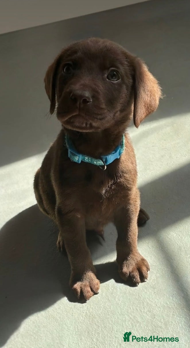 Labrador Retriever dogs KC Chocolate Labrador Puppies – 1 Yellow Boy - Advert 17