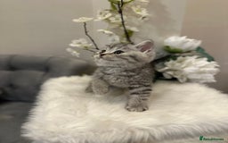 British Shorthair cats for sale: Silver Spotted Full Pedigree Registered BSH - Image 6