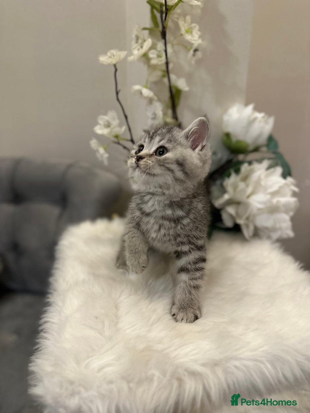 British Shorthair cats for sale: Silver Spotted Full Pedigree Registered BSH - Image 6