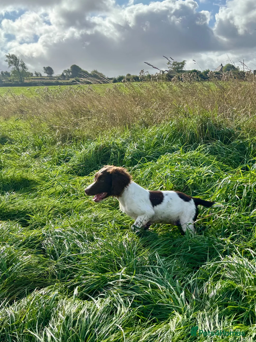 English Springer Spaniel dogs for sale: Stunning Springer Spaniel  - Advert 2