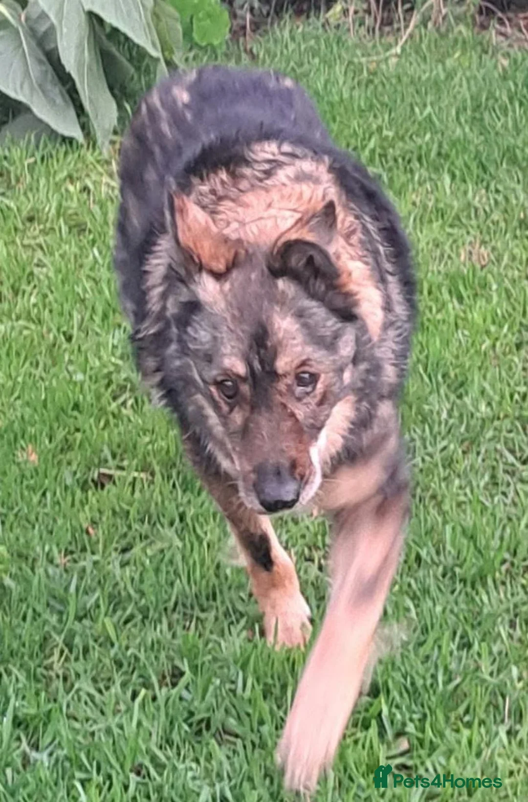 Mixed Breed dogs for adoption: Older Lady Yasmin in Malvern - Advert 2
