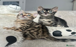 Bengal cats for sale: Stunning Bengal Kittens - TICA Registered - Image 22