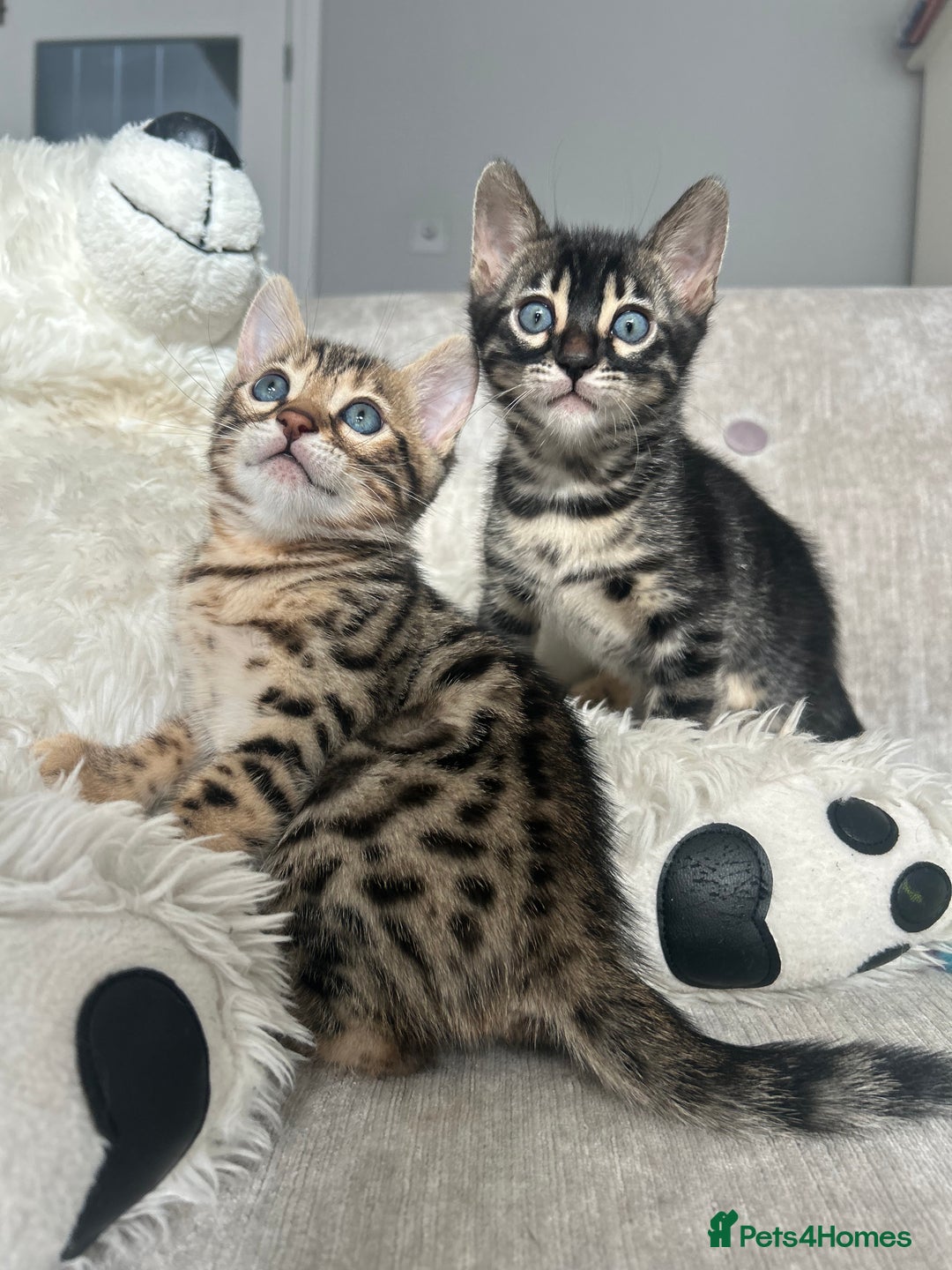 Bengal cats for sale: Stunning Bengal Kittens - TICA Registered - Image 22