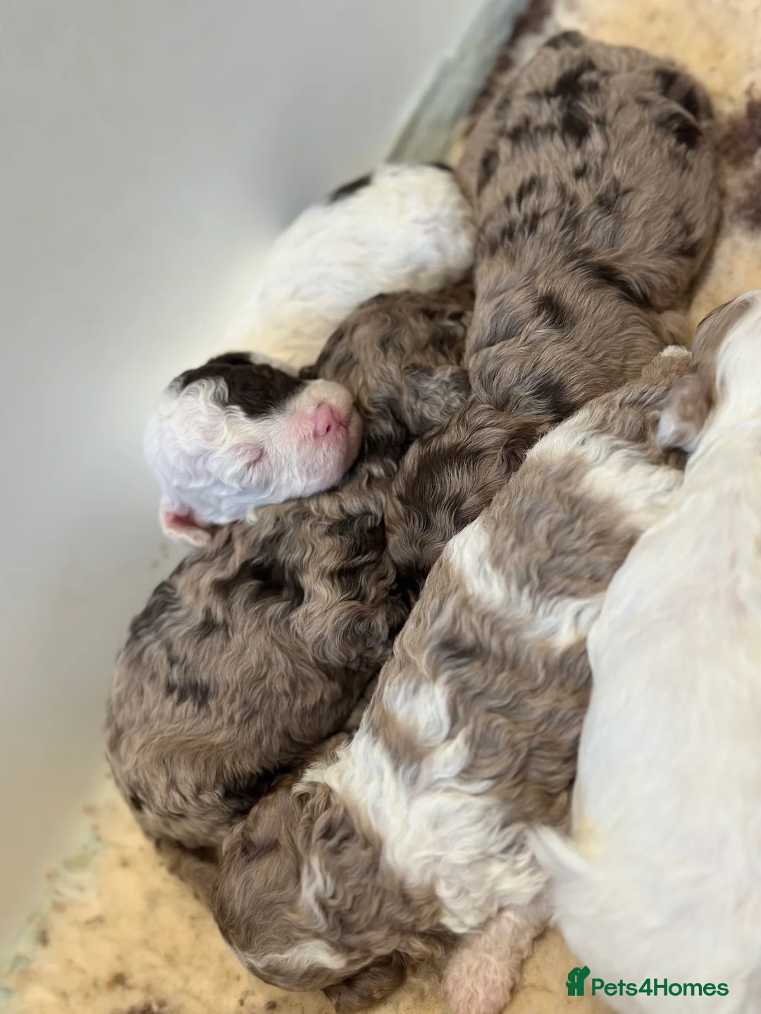 Cavapoo dogs for sale: Exceptional F2 Cavapoo Puppies - HomeRaised  - Advert 22