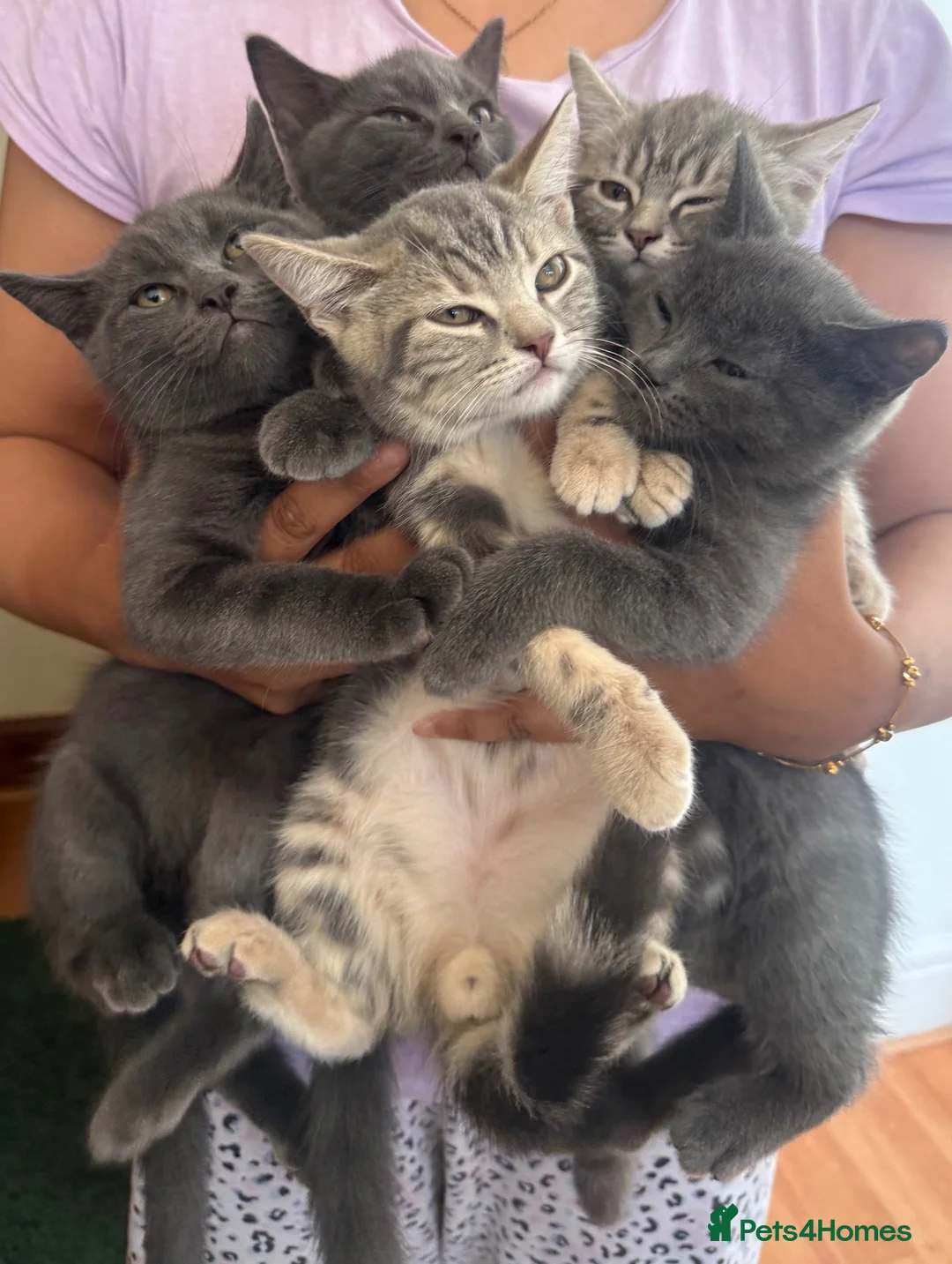 British Shorthair cats for sale: Mercedes, Grey ‘Blue’ British Shorthair male. - Advert 8