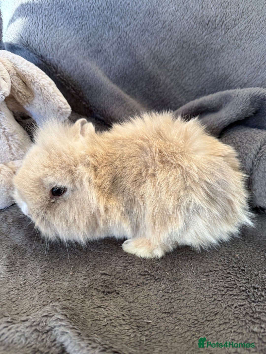 Mixed Breed rabbits for sale: Beautiful friendly baby bunnies ready in 4 weeks  - Advert 28