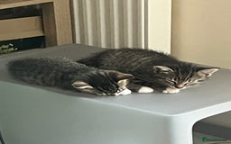 Mixed Breed cats for sale: 3 beautiful 1/4 bengal 1/4 flame nose kittens - Image 7