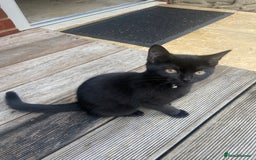 British Shorthair cats for sale: British short hair kitten cross  - Image 2