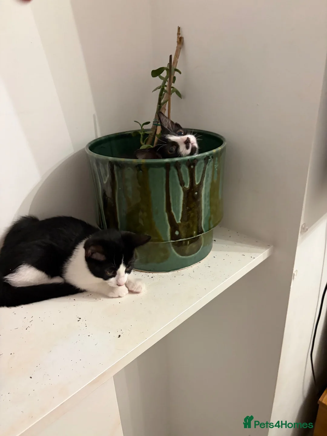 Mixed Breed cats for sale: Two sister need to be homed together  - Advert 6