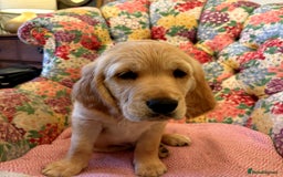 Golden Retriever dogs for sale: 🐾 KC Registered Golden Retriever Puppies 🐾 - Image 3